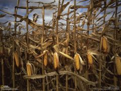 Tapeta National Geographic 206.jpg